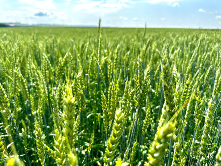 Fresh spikes of young green wheat in nature in spring summer field close up macro. ripening ears of wheat field. Green wheat field.の写真素材