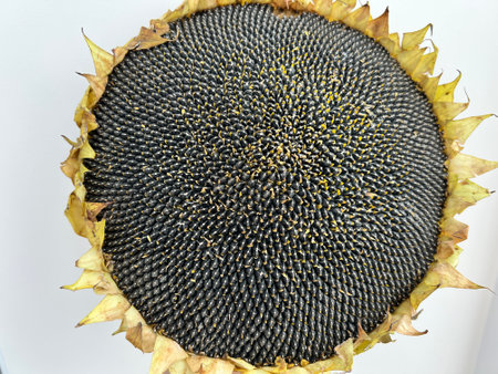 Beautiful ripe sunflower with black seeds. Sunflower head with seeds.の写真素材