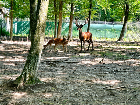 A family of red deer walks in the zoo on a sunny summer day. Keeping animals in captivity. The deer got into the enclosure. A group of animals. A group of deer togetherの写真素材