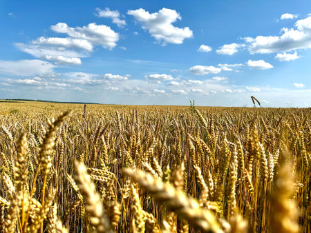 Wheat field, almost ripe ears of corn in the field. View of ripening wheat field on a summer day. Ukrainian agricultural fields are sown with wheatの写真素材