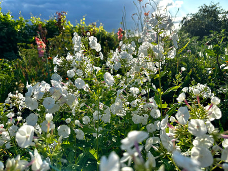 On a sunny day, against the background of dark blue rain clouds, many small white wildflowers bloomed on the lawn. Meadow flowers. A green lawn with a lot of white small flowers.の写真素材