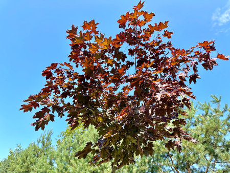 A young maple tree with red leaves against a blue sky and green pine trees. Red maple leaves. Close-up of multi-colored red maple leaves. Warm autumの写真素材