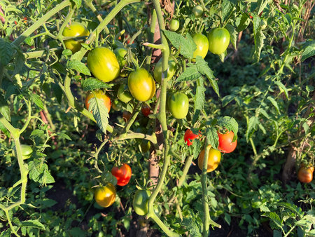 Ripe yellow, red and green tomatoes grow on a branch in a garden on a sunny day. Fresh juicy ripe natural tomato branches in organic garden. Growing tomatoes. picking vegetablesの写真素材