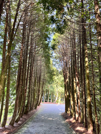 A walk among tall coniferous trees in the park, through which the sun's rays break through. Tall straight pine trunks. A picturesque path in a coniferous park. Inhaling fresh cleanの写真素材