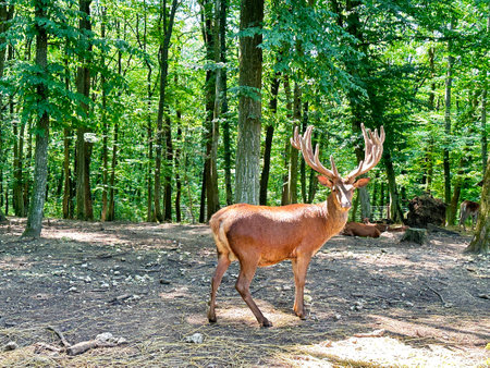 A red deer with big antlers stands in the forest of the national nature park on a sunny day. A proud male red deer in a summer forest in the mountains. Wild forest deer.の写真素材