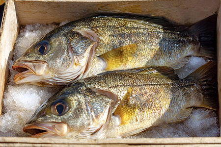 Two freshly caught sea bass are displayed on a bed of ice in a wooden crate, ready for sale at a...