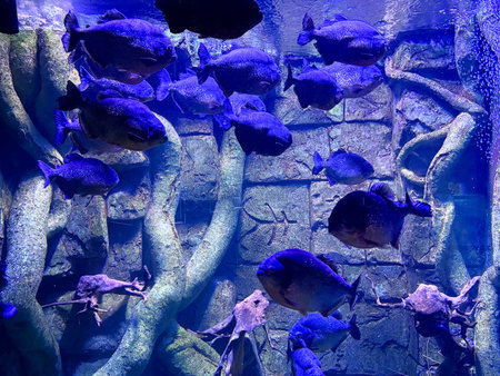 Several piranhas swim gracefully in a large aquarium illuminated by blue light, surrounded by a stone wall and intricate roots, creating a mesmerizing underwater environmentの写真素材