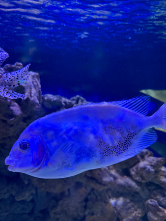 Vibrant electric blue fish gracefully navigates its underwater domain, captivating viewers with its...