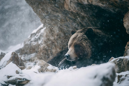 Grizzly bear nestled in a rocky den, resting peacefully as heavy snow falls outside during harsh winter, sheltered in its wild mountain habitat preparing for hibernationの写真素材