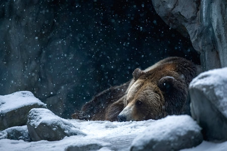Brown bear sheltering in a snowy den entrance, resting through falling snow during harsh winter, calm and powerful, survival and solitude in a frozen wildernessの写真素材