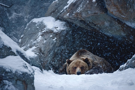 Grizzly bear hibernating in a snowy den, curled on rock and sheltered from heavy snowfall as flakes blanket the ground in a quiet winter wilderness sceneの写真素材