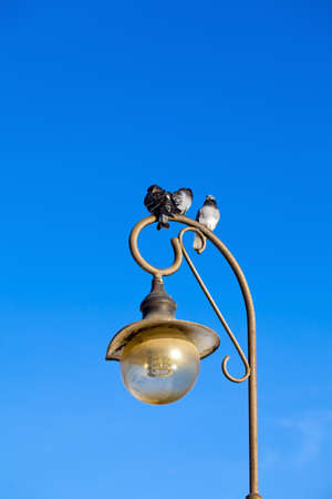 Three pigeons sitting on the lamp, the blue sky behindの写真素材