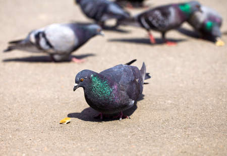 Group of pigeons walking down the street and looking for foodの写真素材