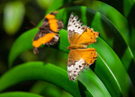 Two beautiful butterflies sit on green leavesの写真素材