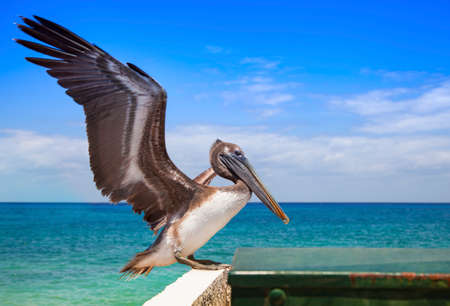 The big pelican is going to fly up over the seaの写真素材