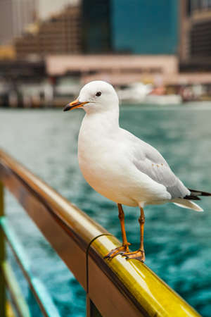 The seagull sits on a handrail and looks asideの写真素材
