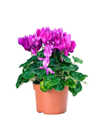Blossoming plant of cyclamen in flowerpot isolated on white backgroundの写真素材