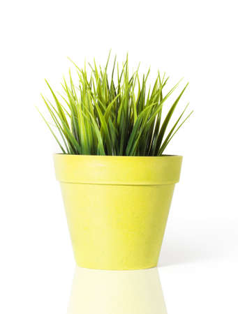 Green grass in a yellow flower pot isolated on white backgroundの写真素材