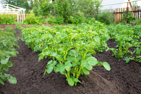 Close up of a potato fieldの写真素材