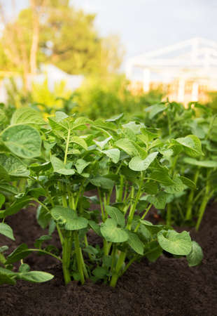 Close up of a potato field