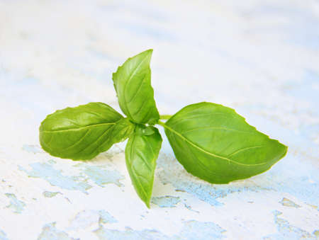 fresh green basil on a wooden background shabbyの写真素材