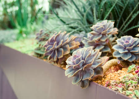 flowers in the a bed gardenの写真素材