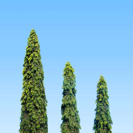 three trees in the parkの写真素材