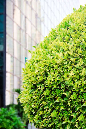 green tree on a street in the cityの写真素材