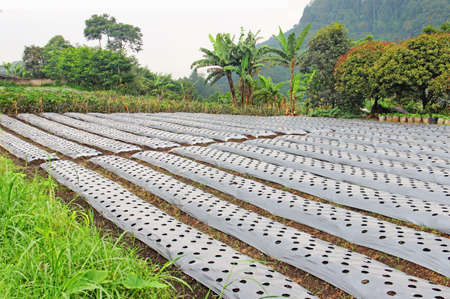 farm to Tropic Island
