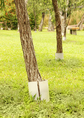 beautiful green parkの写真素材