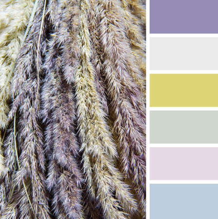 Texture of dry grass , colour palette swatches.の写真素材