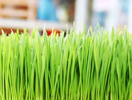 green grass. Shallow depth of fieldの写真素材