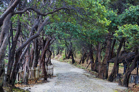 Dark forest road