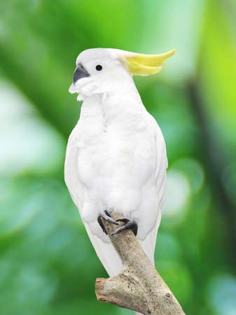 a large parrotの写真素材