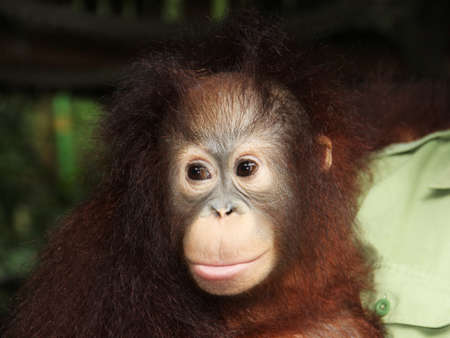 Young immature Orangutanの写真素材