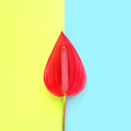 Flat Lay flower compositionの写真素材