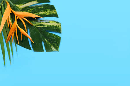 Tropical flowers on a blue background Tropical flowers on a blue background