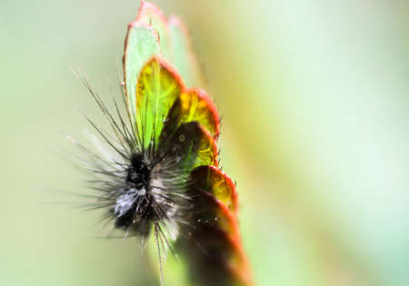 Beautiful Caterpillar.の写真素材
