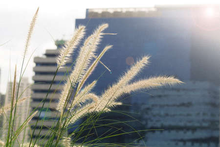 Poaceae on a corridorの写真素材