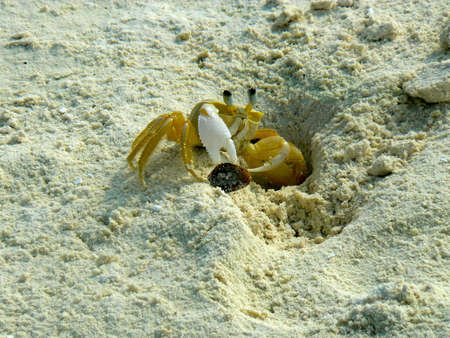 Little Crabの写真素材