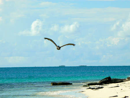 Pelican flying in Los Roques - Venezuelaの写真素材