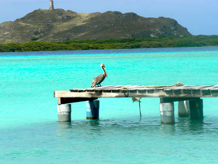 Pelican in a little sock in Los Roquesの写真素材