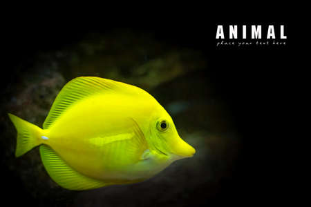 Image of zebrasoma yellow tang fish in aquariumの写真素材