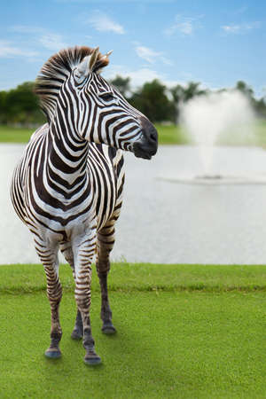 Zebra is a fountain with a backdrop and the sky.の写真素材