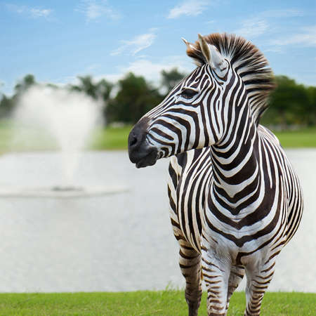 Zebra is a fountain with a backdrop and the sky.の写真素材