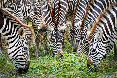 Zebra eating grass familyの写真素材