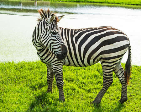Zebras at the zoo feed in the evening. There is a lake behind the scenesの写真素材