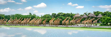 Herd of giraffes in the zooの写真素材
