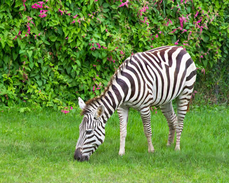 Young zebra eating grass Fence against the backdrop of beautiful flowers.の写真素材