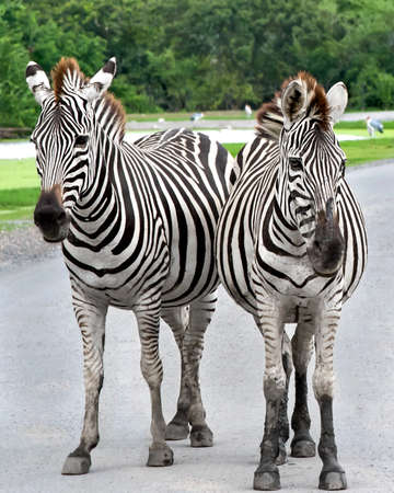Two zebras standing in the street.の写真素材